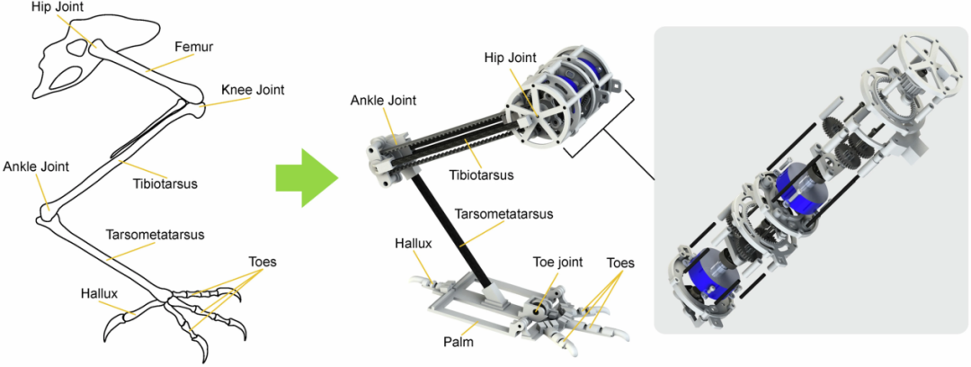  Nature发表！洛桑联邦理工学院×加州大学联合推出双足类鸟空中机器人RAVEN，集行走、跳跃、越障与跳跃起飞技能于一身！(图5)